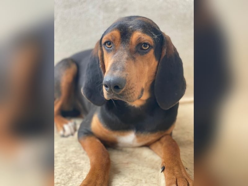 Brios, geb. ca. 12/2024, lebt in GRIECHENLAND, im städt. Tierheim Serres