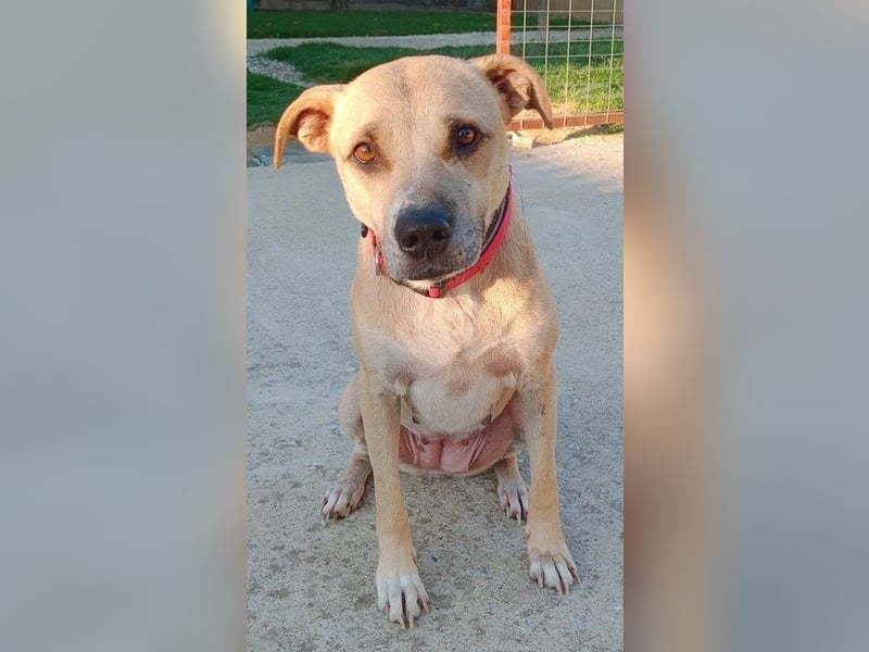 Coco, geb. ca. 07/2022, lebt in GRIECHENLAND, auf einer privaten Pflegestelle