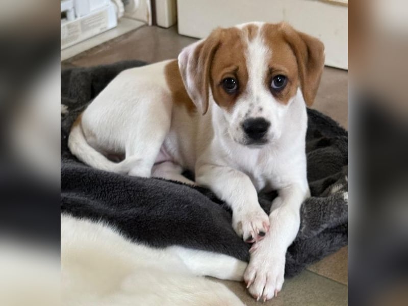 Sprite, geb. ca. 11/2025, lebt in GRIECHENLAND, auf einer privaten Pflegestelle