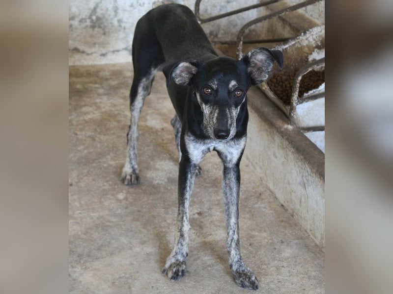 Savina, geb. ca. 01/2025, lebt in GRIECHENLAND, auf einer privaten Pflegestelle