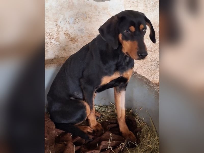 Frida, geb. ca. 01/2025, lebt in GRIECHENLAND, auf einer privaten Pflegestelle