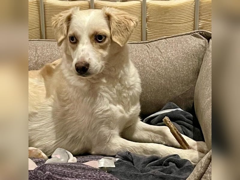 Shani, geb. ca. 01/2024, lebt auf einer Pflegestelle in 53947 Nettersheim