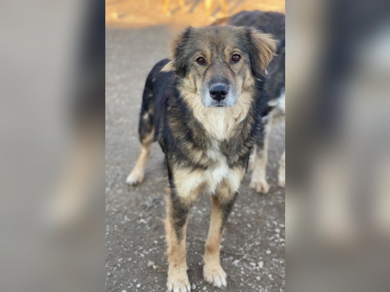 Shiou, geb. ca. 12/2023, lebt in GRIECHENLAND, im städt. Tierheim Serres