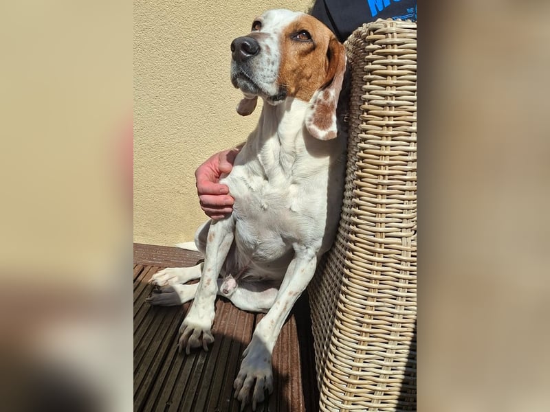 Zack, geb. ca. 10/2022, lebt auf einer Pflegestelle in 23556 Lübeck