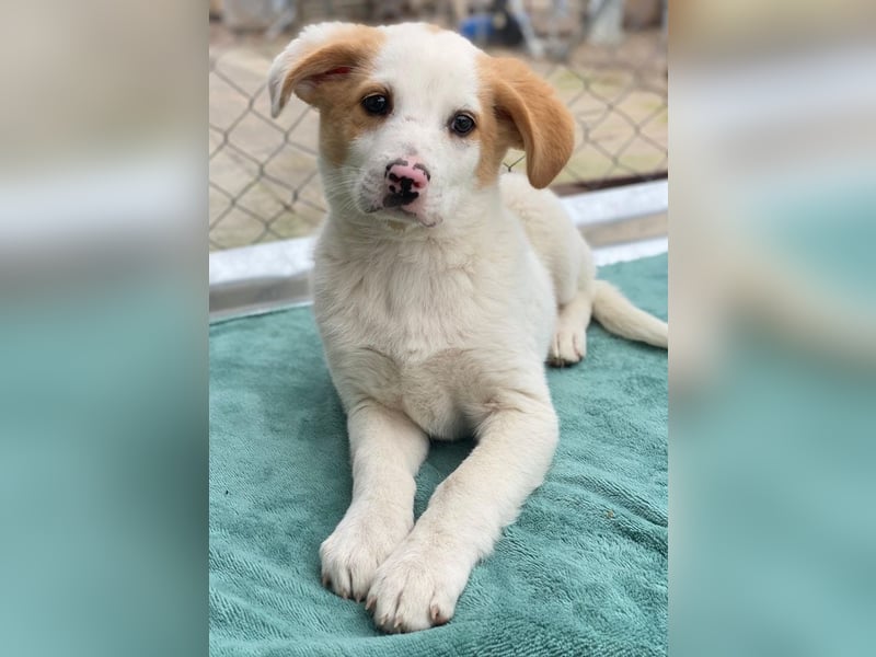 Haku, geb. ca. 08/2025, lebt in GRIECHENLAND, auf einer privaten Pflegestelle