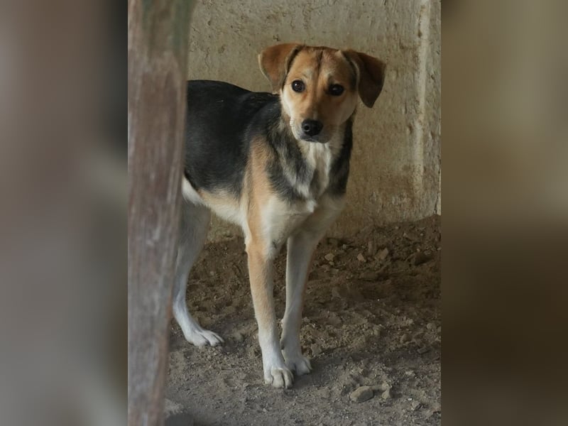 Atlanta, geb. ca. 07/2023, lebt in GRIECHENLAND, auf einer privaten Pflegestelle