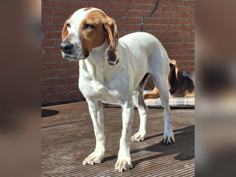 Zack, geb. ca. 10/2022, lebt auf einer Pflegestelle in 23556 Lübeck