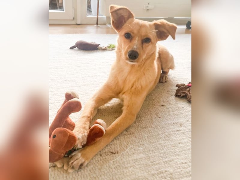 Yumi, geb. ca. 05/2025, lebt auf einer Pflegestelle in 52066 Aachen