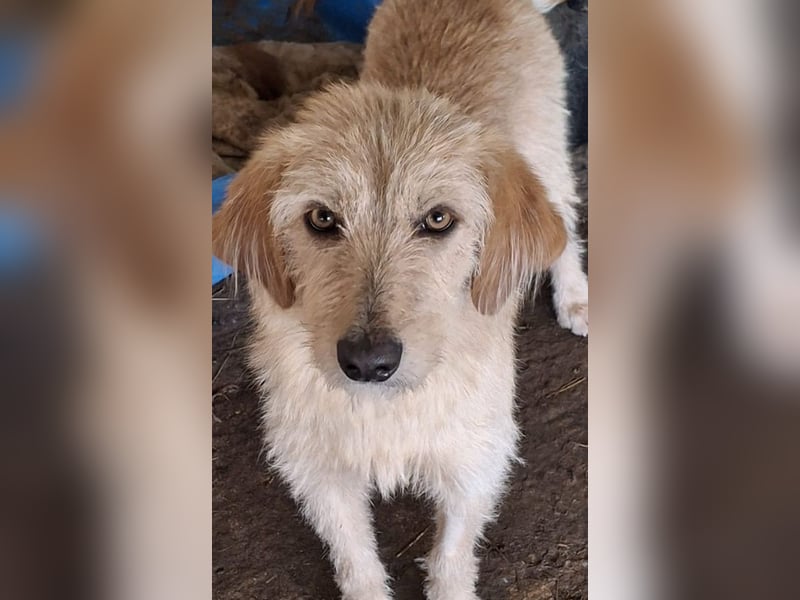 Schnitzel, geb. ca. 05/2025, lebt in GRIECHENLAND, auf einer privaten Pflegestelle