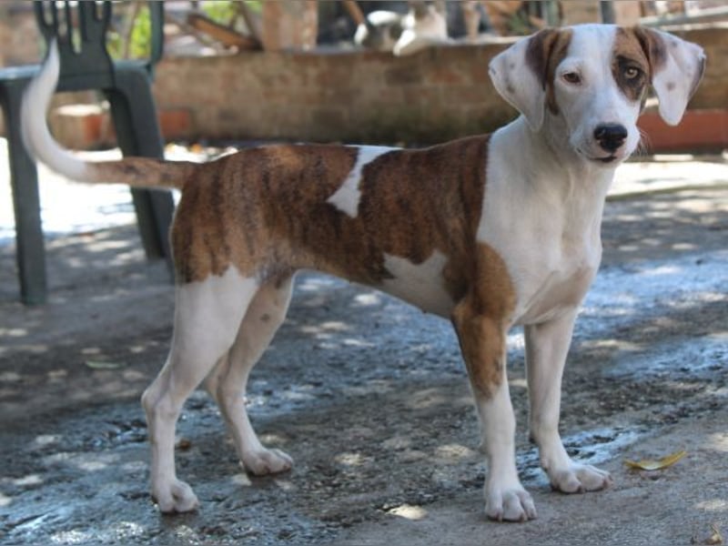 Nivara, geb. ca. 11/2024, lebt in GRIECHENLAND, auf einer privaten Pflegestelle