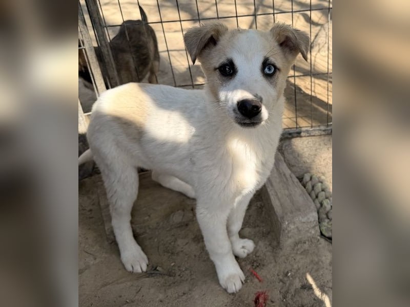 Maple, geb. ca. 12/2025, lebt auf einer Pflegestelle in 52531 Übach-Palenberg