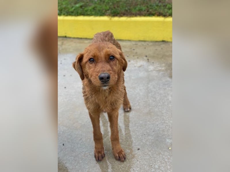 Kayla, geb. ca. 08/2025, lebt in GRIECHENLAND, im städt. Tierheim Serres