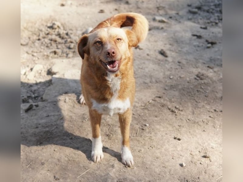 Rosalie, geb. ca. 12/2022, lebt in GRIECHENLAND, auf einer privaten Pflegestelle