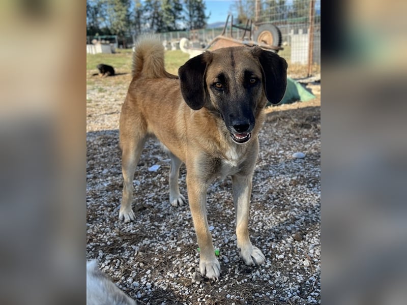 Fritz, geb. ca. 05/2022, lebt in GRIECHENLAND, im städt. Tierheim Serres