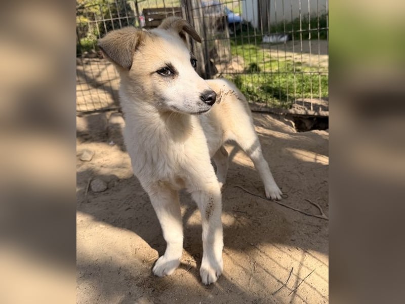 Maple, geb. ca. 12/2025, lebt auf einer Pflegestelle in 52531 Übach-Palenberg