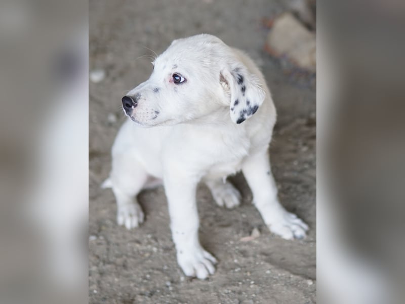 Yaspi, geb. ca. 01/2026, lebt in GRIECHENLAND, auf einer privaten Pflegestelle