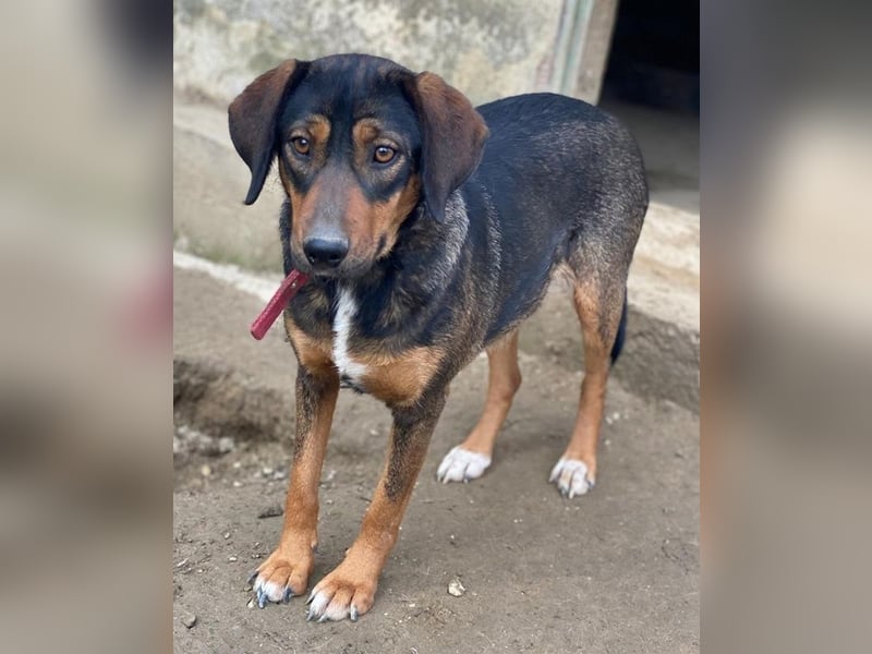 Zona, geb. ca. 11/2022, lebt in GRIECHENLAND, auf einer privaten Pflegestelle