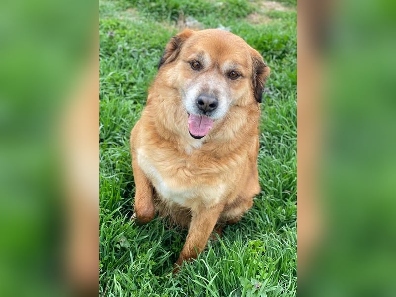 Gandhi, geb. ca. 12/2018, lebt in GRIECHENLAND, im städt. Tierheim Serres