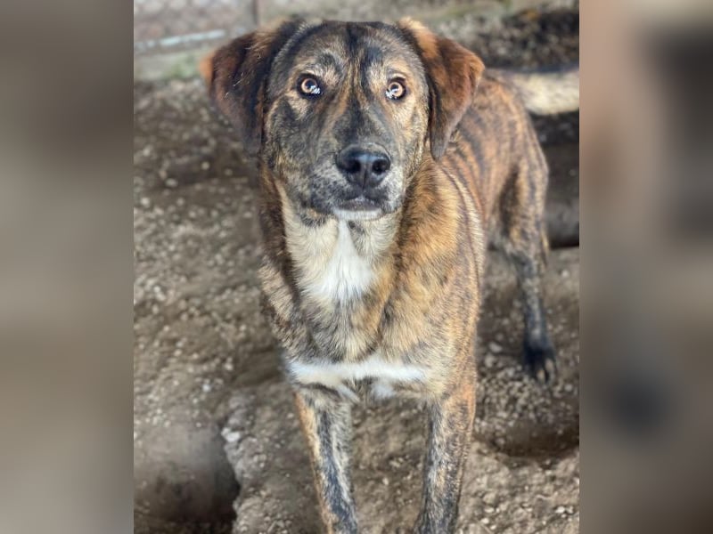 Fiyero, geb. ca. 07/2025, lebt in GRIECHENLAND, im städt. Tierheim Serres