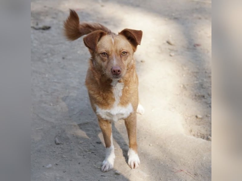 Rosalie, geb. ca. 12/2022, lebt in GRIECHENLAND, auf einer privaten Pflegestelle