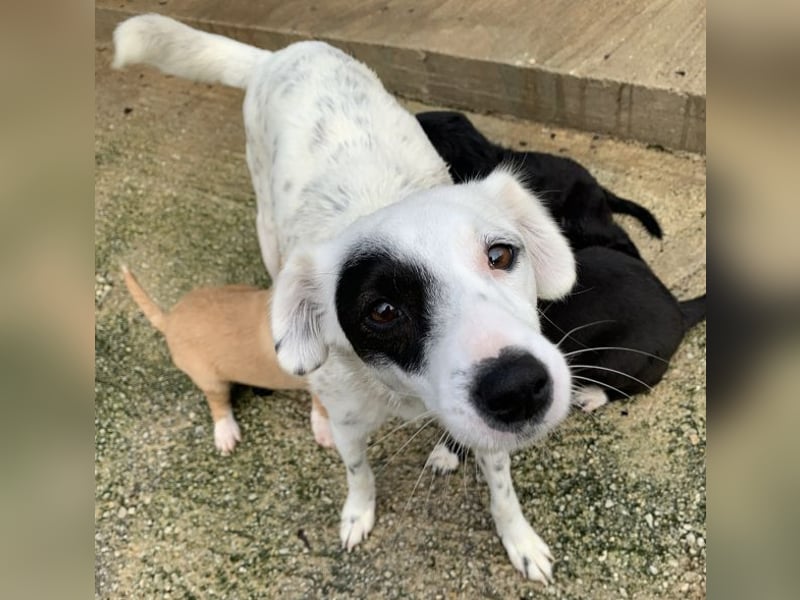 Meybel geb. ca. 02/2025, lebt in GRIECHENLAND, auf einer privaten Pflegestelle