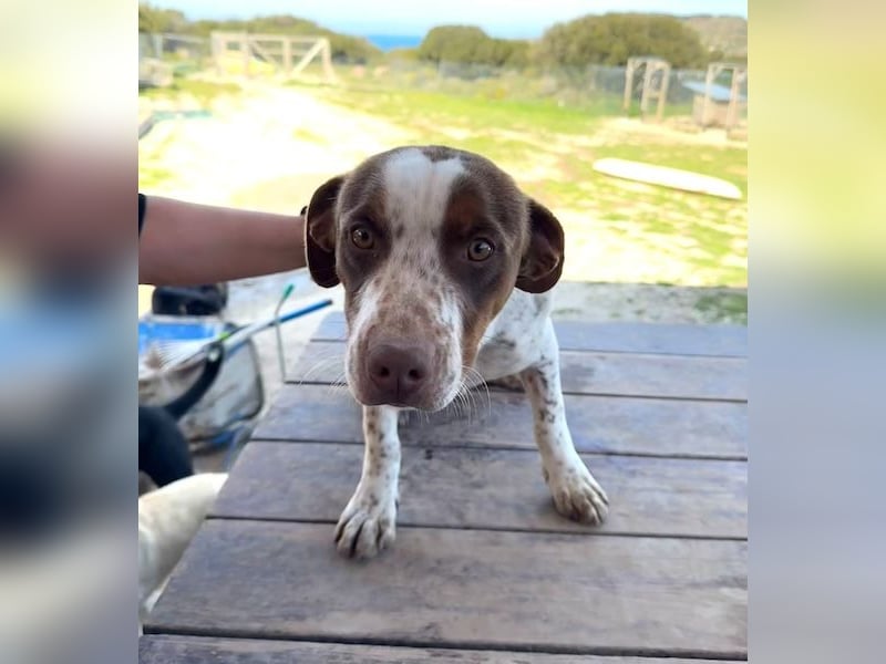 Titus geb. ca. 04/2025, lebt in GRIECHENLAND, auf einer privaten Pflegestelle