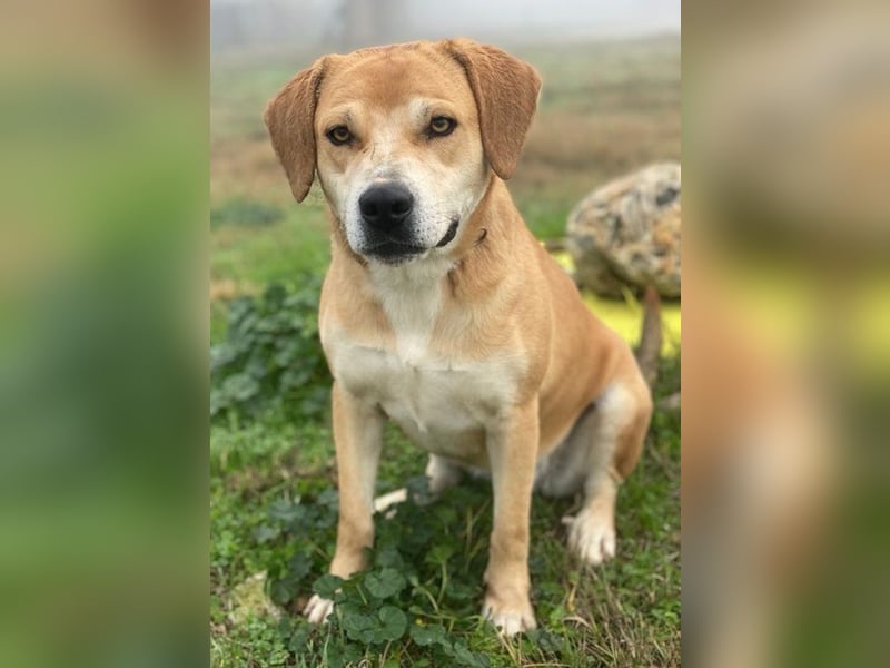 Cece, geb. ca. 12/2019, lebt in GRIECHENLAND, im städt. Tierheim Serres