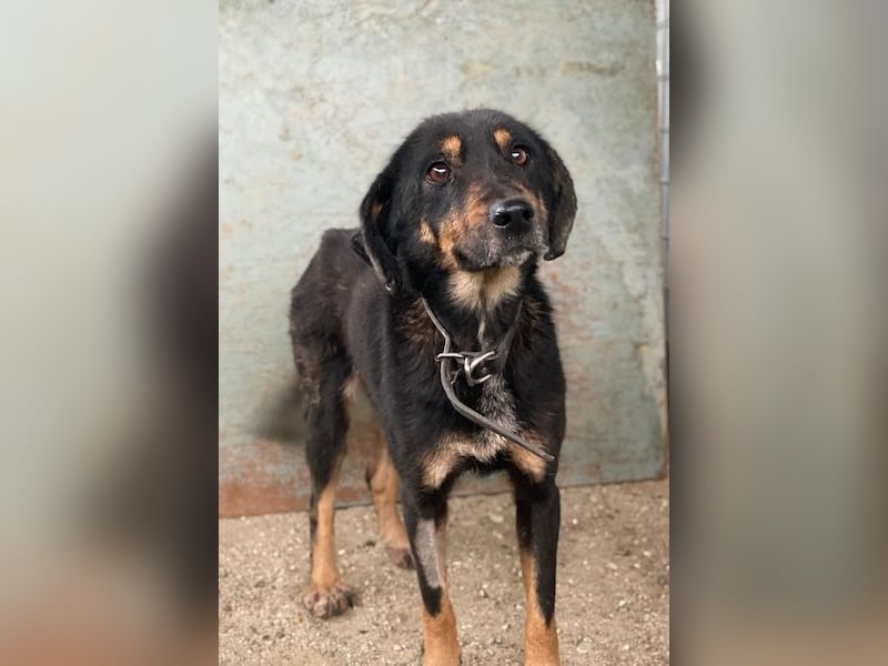 Seli, geb. ca. 02/2021, lebt in GRIECHENLAND, auf einer privaten Pflegestelle