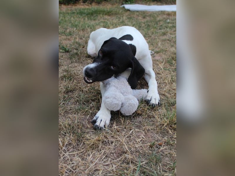Melina, geb. ca. 01/2025, lebt auf einer Pflegestelle in 67735 Mehlbach