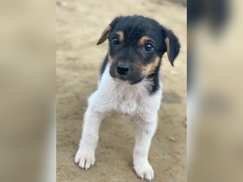 Caien, geb. ca. 10/2025, lebt auf einer Pflegestelle in 49176 Hilter