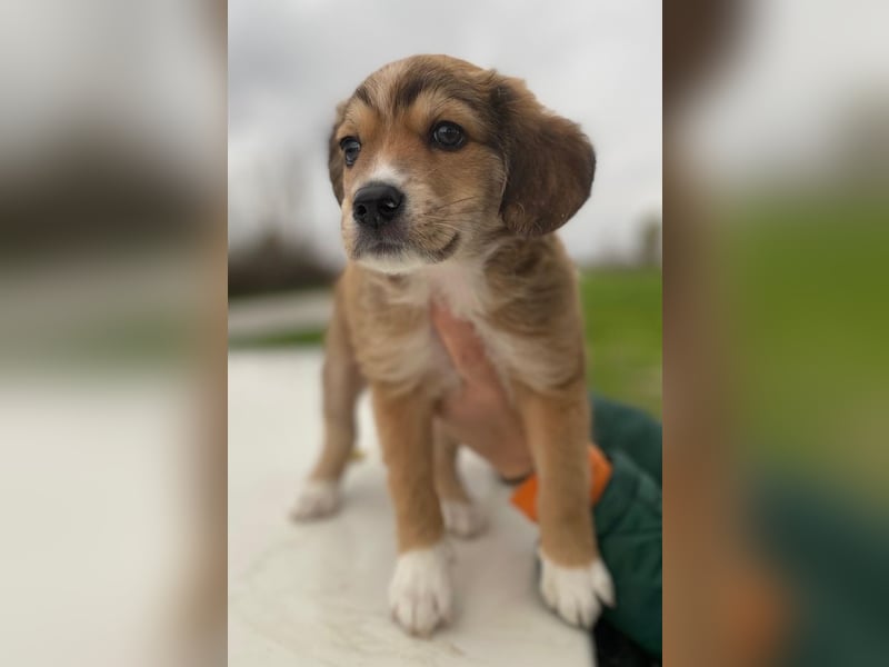 Barnes, geb. ca. 10/2025, lebt in GRIECHENLAND, im städt. Tierheim Serres