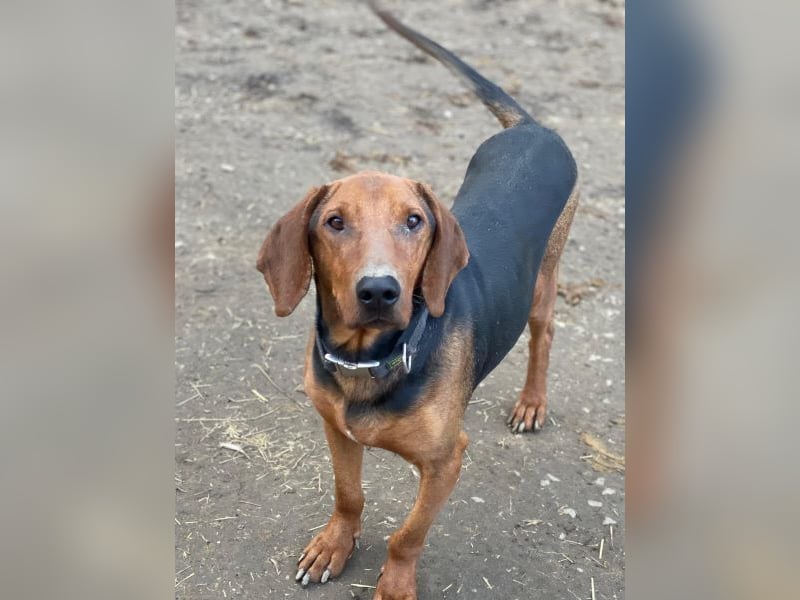 Abaluga, geb. ca. 01/2024, lebt in GRIECHENLAND, auf einer privaten Pflegestelle, Vermittlungshilf