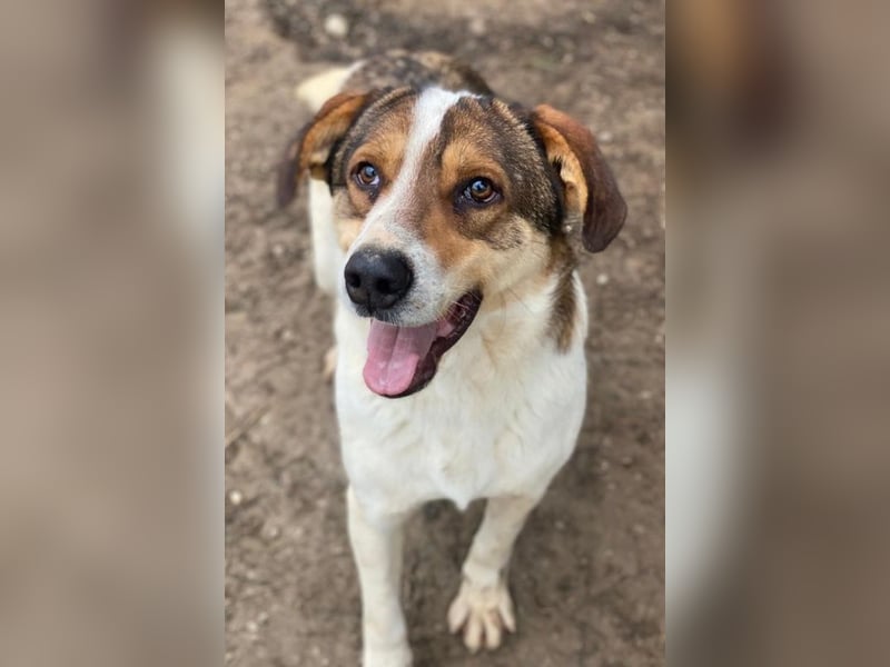 Antonio, geb. ca. 05/2023, lebt in GRIECHENLAND, auf einer privaten Pflegestelle