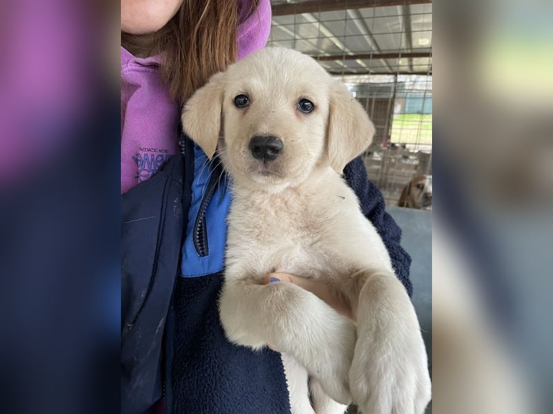 Gracie, geb. ca. 11/2025, lebt in GRIECHENLAND, auf einer privaten Pflegestelle