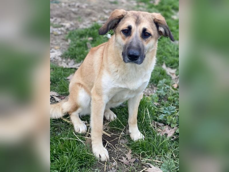 Heraya, geb. ca. 02/2025, lebt in GRIECHENLAND, auf einer privaten Pflegestelle