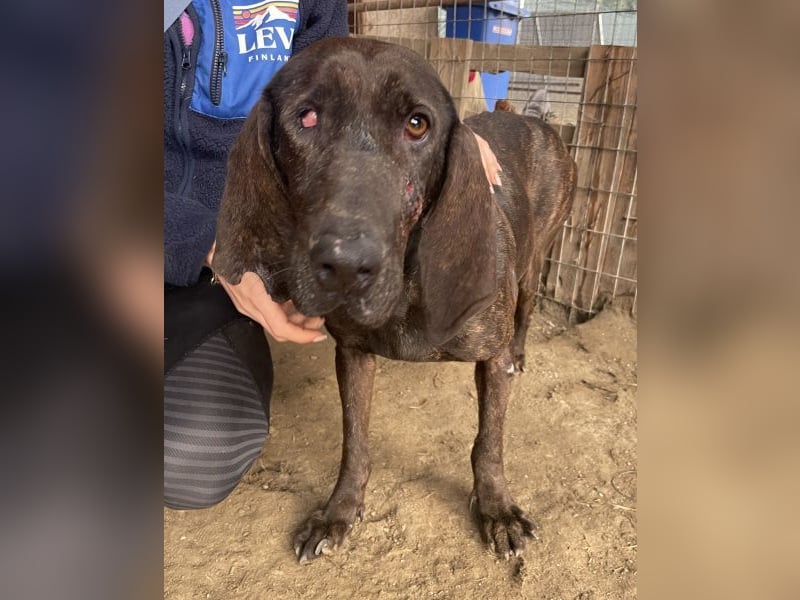 Granny, geb. ca. 01/2018, lebt in GRIECHENLAND, auf einer privaten Pflegestelle