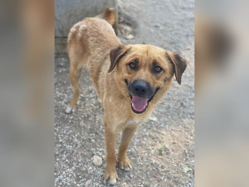 Tavina, geb. ca. 08/2024, lebt in GRIECHENLAND, im städt. Tierheim Serres