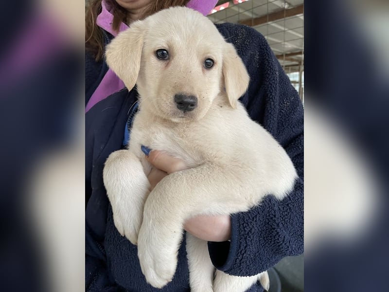 Gracie, geb. ca. 11/2025, lebt in GRIECHENLAND, auf einer privaten Pflegestelle