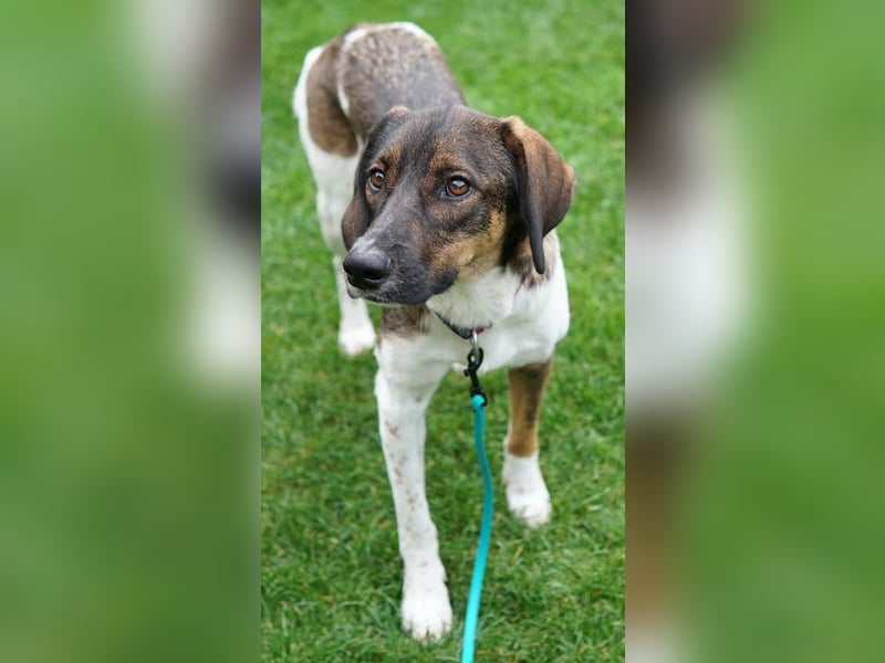 Diona, geb. ca. 05/2024, lebt lebt in 48291 Telgte, Vermittlungshilfe