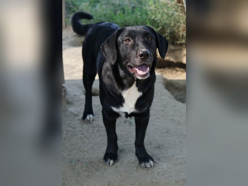 Ria, geb. ca. 10/2024, lebt in GRIECHENLAND, im städt. Tierheim Serres