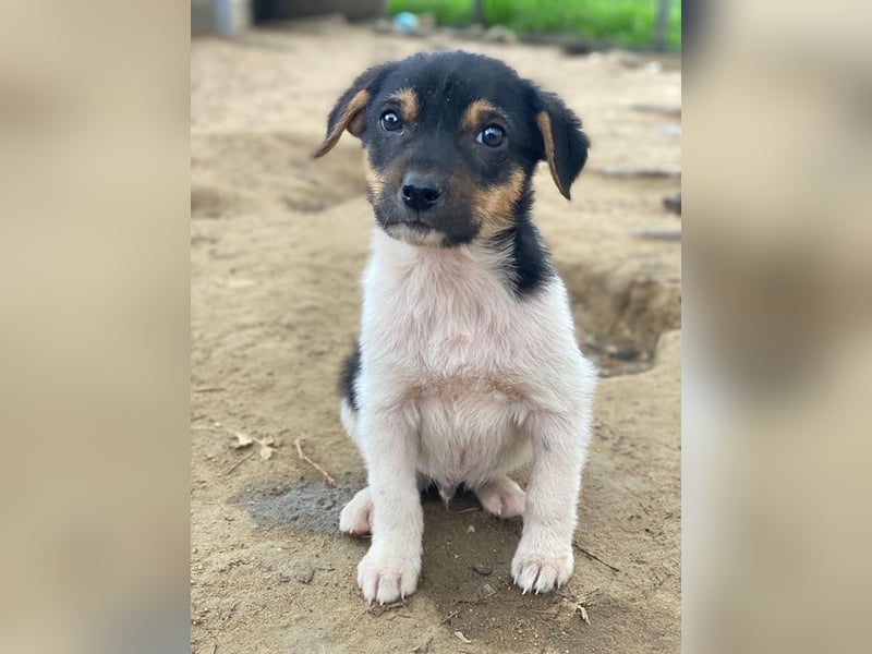 Caien, geb. ca. 10/2025, lebt auf einer Pflegestelle in 49176 Hilter