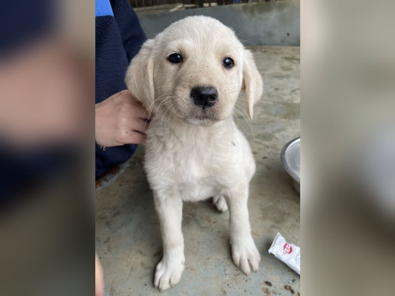 Gracie, geb. ca. 11/2025, lebt in GRIECHENLAND, auf einer privaten Pflegestelle