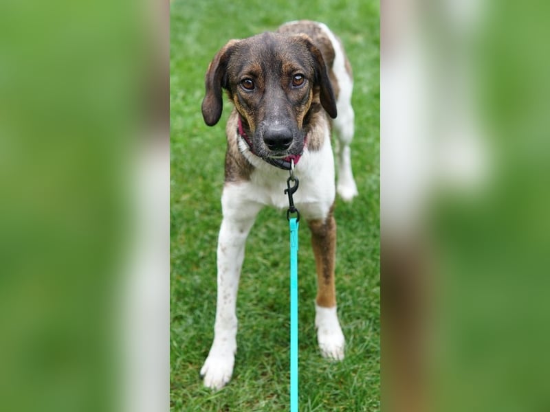 Diona, geb. ca. 05/2024, lebt lebt in 48291 Telgte, Vermittlungshilfe