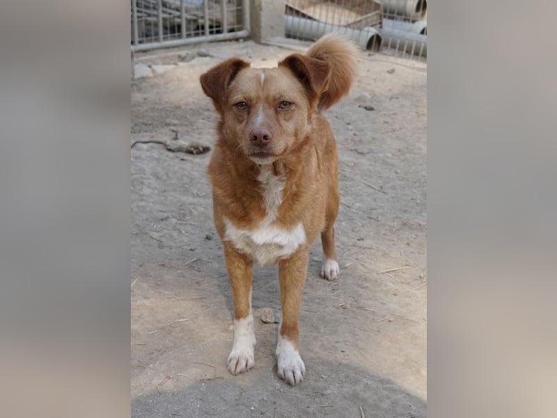 Rosalie, geb. ca. 12/2022, lebt in GRIECHENLAND, auf einer privaten Pflegestelle