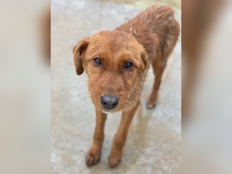 Kayla, geb. ca. 08/2025, lebt in GRIECHENLAND, im städt. Tierheim Serres