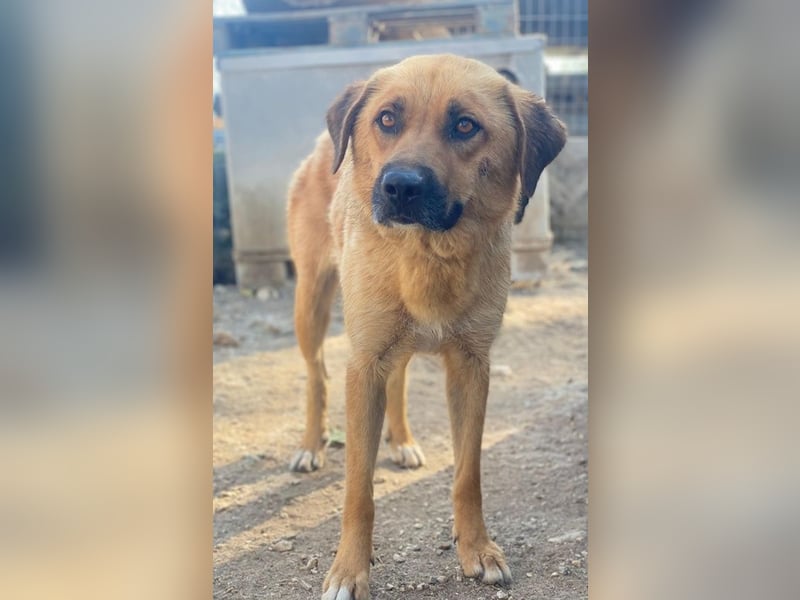 Tavina, geb. ca. 08/2024, lebt in GRIECHENLAND, im städt. Tierheim Serres