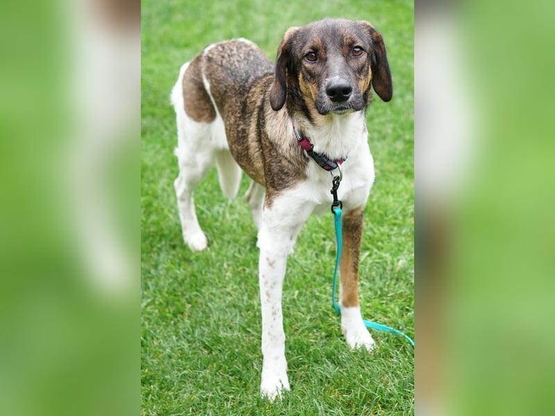 Diona, geb. ca. 05/2024, lebt lebt in 48291 Telgte, Vermittlungshilfe