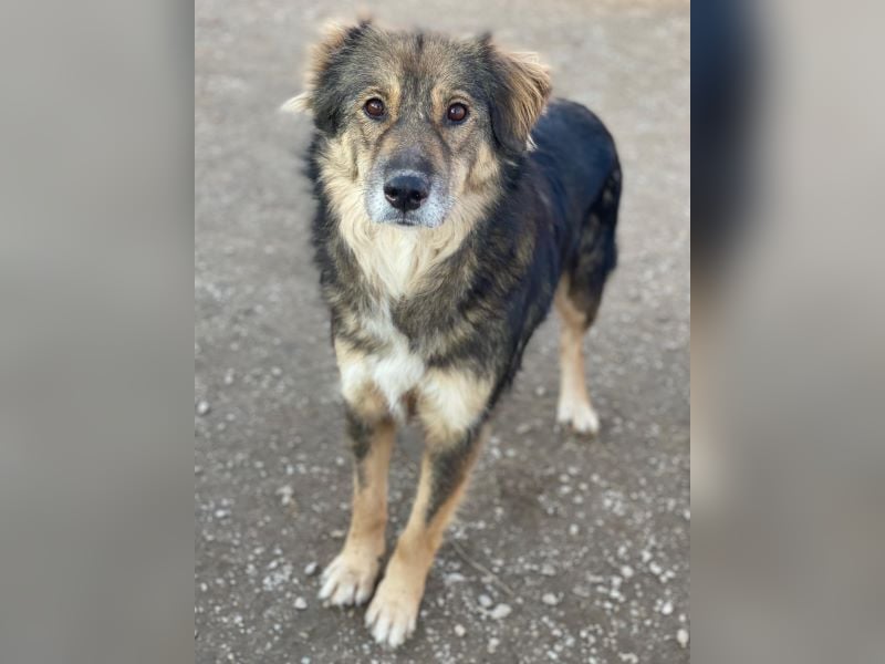 Shiou, geb. ca. 12/2023, lebt in GRIECHENLAND, im städt. Tierheim Serres