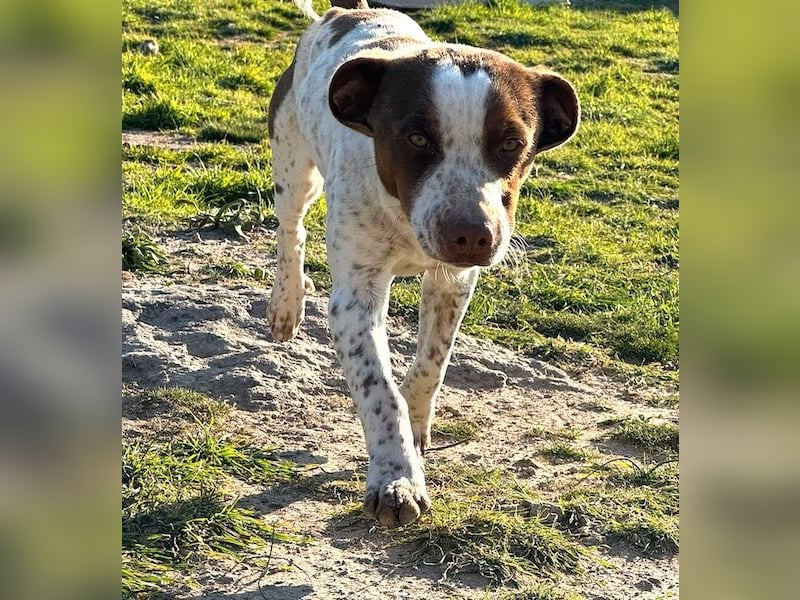 Titus geb. ca. 04/2025, lebt in GRIECHENLAND, auf einer privaten Pflegestelle