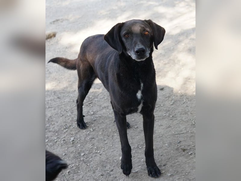 Chelion, geb. ca. 11/2018, lebt in GRIECHENLAND, im städt. Tierheim Serres